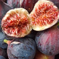 انجیر محلی شیرین