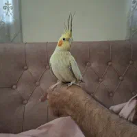 عروس هلندی گل باقالی(ماده و مولد کار داده)
