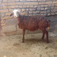 بره|حیوانات مزرعه|اراک, |دیوار