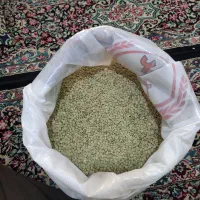 عدس