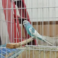 نر مرغ عشق مست درشت معاوضه،بخون