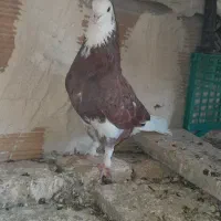 کبوتر شازده