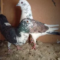 ۷عدد کبوتر