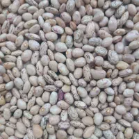 لوبیا چیتی درجه یک و خوشپخت کیلویی 350