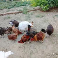 فروش ۸عددمرغ و۲عددخروس و۵عددبوقلمون