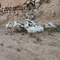 فروش غاز محلی و اوکراینی سه ماهه 90روز