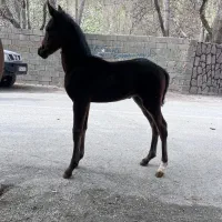 اسب