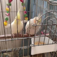 عروس هلندی نرو ماده مولد جفت خورده