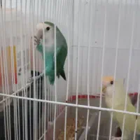 یک جفت طوطی کوتوله رنگ خاص