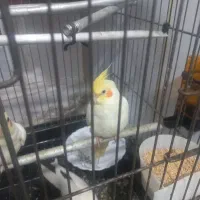 عروس هلندی به شرط سالم بودن و کاملا رام