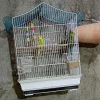 یک جفت مرغ عشق بالغ با همه وسایل و قفس