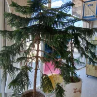 کاج مطبق