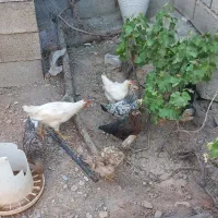 جوجه کردی
