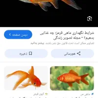 ماهی قرمز عید