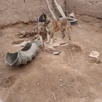 توله جنس دار