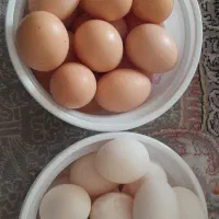 تخم مرغ خانگی