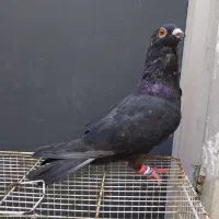 کبوتر موشی پرشی