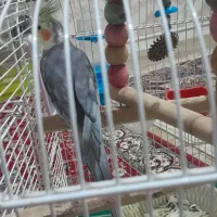 یک جفت عروس هلندی نر وماده سینامون
