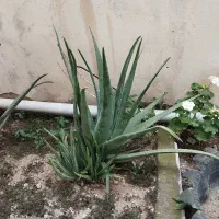 الوئه وراوباباادم