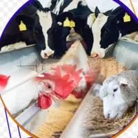 به یک کارشناس فنی تغذیه خوراک دام