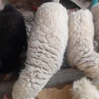 گوسفند|حیوانات مزرعه|نیمروز, |دیوار