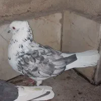 نر و ماده قاره کاکلی دم سفید دهن جور