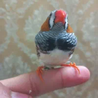 فنچ فول دستی نر خوشگل و خاص