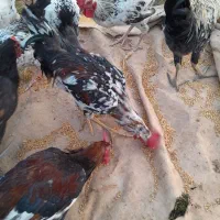 خروس|حیوانات مزرعه|ایوان, |دیوار