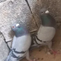 جفت دوخت هیکلی بشرط تخم و جوجه