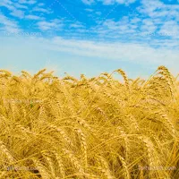 زمین-کشاورزی-دیمی