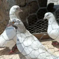 کفتر|پرنده|ایرانشهر, |دیوار