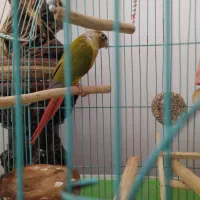 طوطی گرینجک ماده 1/5سال