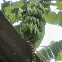 نهال موز