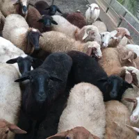 فروش بره و گوسفند نر