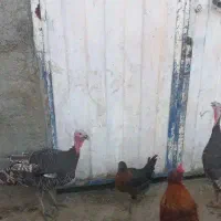 بقلمون
