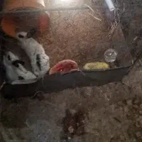 خرگوش