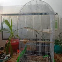 قفس