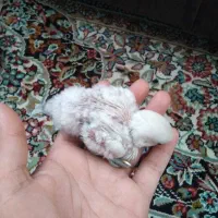 کوتوله