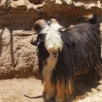 دوبر