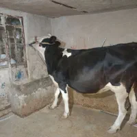 گاو گوساله