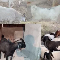 فروش بره کهره گوسفند حاجی‌آباد