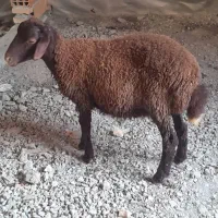 بره|حیوانات مزرعه|بندر ترکمن, |دیوار