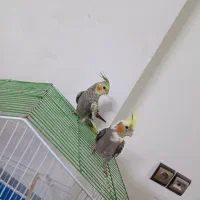 جوجه عروس هلندی