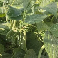 لوبیا سبز و گوجه فرنگی