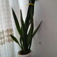 گل سانسوری