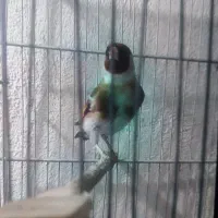 سهره نر  رسمی خرم آباد گل قفل  ۲ساله قرص بخون