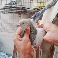 کبوتر دم سفید