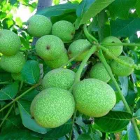 نهال گردو خوشه ای