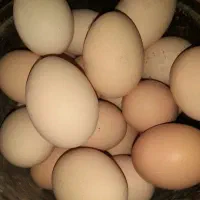 تخم مرغ محلی