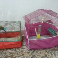 قناری و طوطی برزیلی
